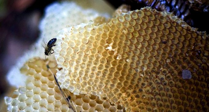 Los componentes bacteriales de la miel fresca son más eficientes que los antibióticos convencionales en el tratamiento de infecciones resistentes a los medicamentos, según científicos.