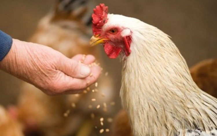 La FAO propone el desarrollo de la avicultura familiar para aliviar la pobreza