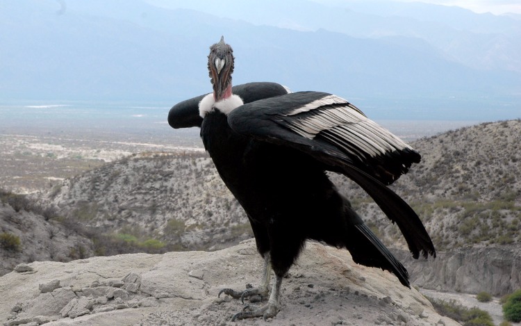 Los pavos no vuelan