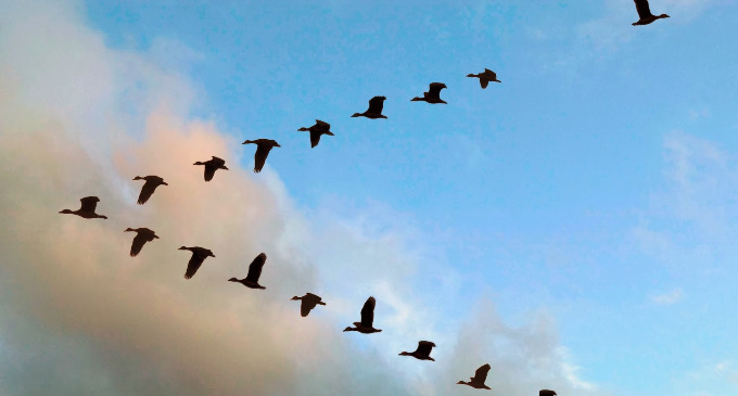 El vuelo de los gansos