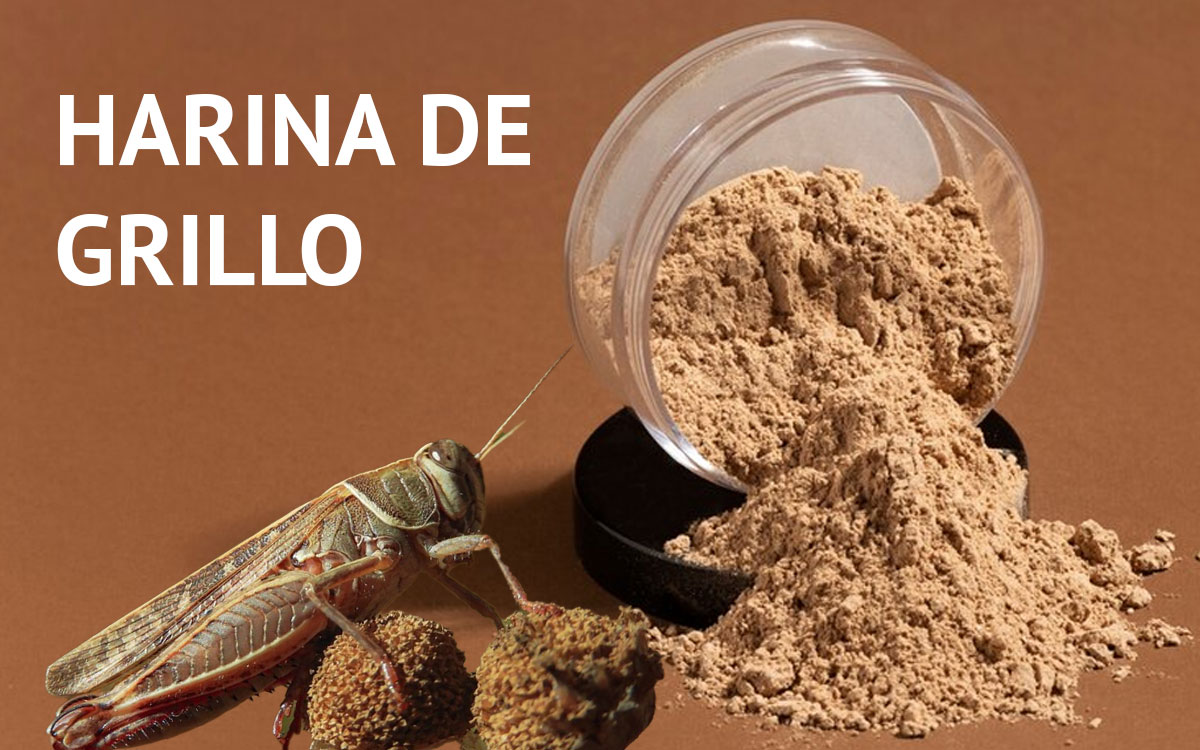 La harina de grillo ya se produce a escala industrial en España y se perfila como rival directa de la harina de trigo.
