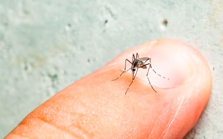 Dengue: “Ni shampoo, ni vainilla, ni productos caseros”