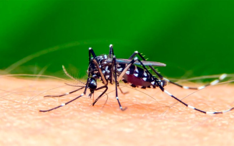 Las enfermedades transmitidas por la picadura del mosquito Aedes aegypti (ETMAa) pueden ser Dengue, Fiebre Amarilla, Zika o Chikungunya.