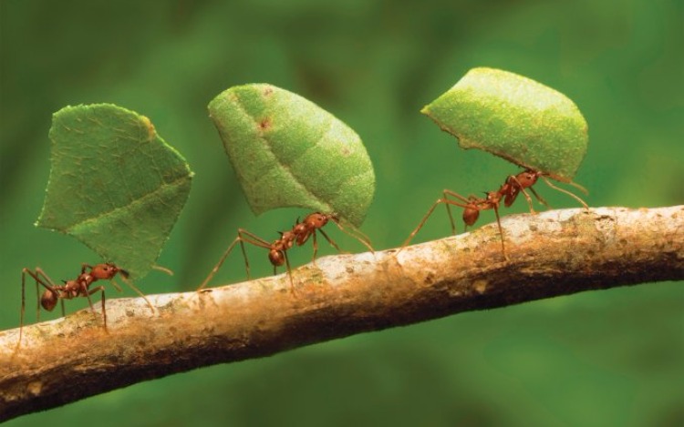 Hormigas: Gigantes de la naturaleza Positiva