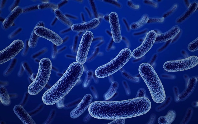 ¿Las bacterias nos hacen más inteligentes?