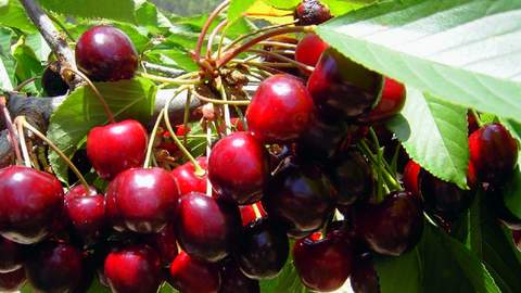 Cerezas de temporada para bajar el ácido úrico