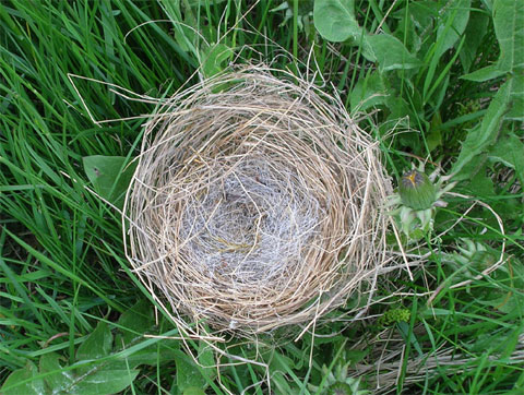 El síndrome del nido vacío puede resignificarse en el encuentro o el re encuentro con uno mismo, con los sueños, las metas y los objetivos que habían quedado en el olvido