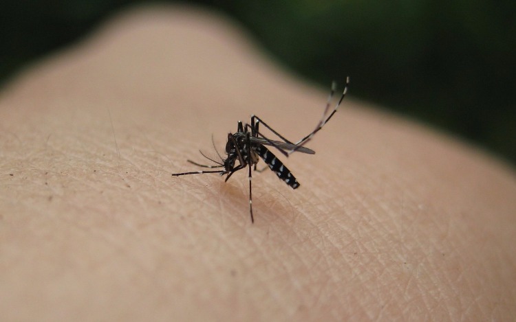 Los mosquitos nos eligen como blanco guiados por el olfato, en función del dióxido de carbono y el ácido láctico que desprendemos.