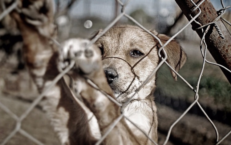 Crecen las organizaciones contra el maltrato animal - Vida Positiva