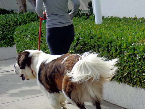 En  la organización de las vacaciones, existe una variable que incide de manera fundamental en los preparativos y es dónde dejar a las mascotas durante la ausencia familiar