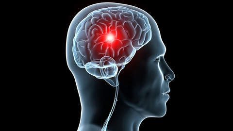 Científicos revelaron el “centro del sentimiento de superioridad” en la corteza frontal cerebral y en el cuerpo estriado del cerebro
