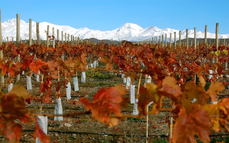 Mendoza es el escenario del Malbec por excelencia. Su prestigio a nivel internacional es tal, que la provincia se encuentra en el ranking de las mejores capitales del vino del mundo.