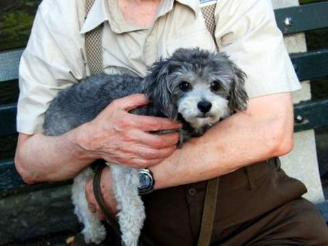 Estar atentos a las señales que nos muestran nuestras mascotas puede ayudarlos a aliviar su dolor