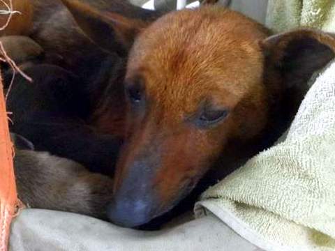 Una perra salvó la vida de un bebé al cobijarlo junto a sus cachorros