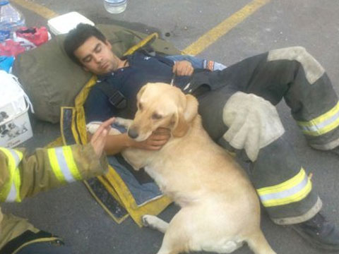 Luna fue entrenada especialmente para la búsqueda de personas durante este tipo de catástrofes y fue la misma familia en dónde vive y cuidan a la labradora la responsable de su adiestramiento