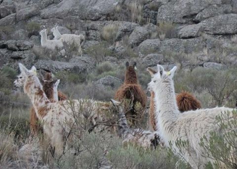 Zooterapia con llamas, una iniciativa que optimiza la vida