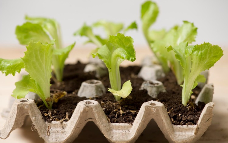 Las huertas hidropónicas son una alternativa ecológica y saludable para quienes desean cultivar sus propios alimentos.