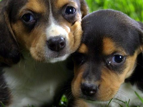 Un niño con una amplia sonrisa le dijo: “Señor, quiero comprarle uno de sus cachorritos”