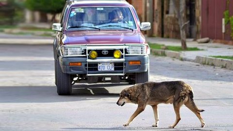 Apodado como Hachi, Huachi o Huachito por los vecinos, un perro mestizo de color café lleva los últimos cinco años esperando a su amo muerto en la esquina de una avenida de la ciudad boliviana de Cochabamba