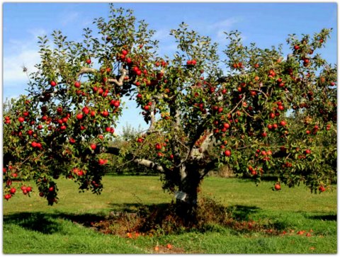 Hace mucho tiempo existía un enorme árbol de manzanas. Un pequeño niño lo apreciaba mucho y todos los días jugaba a su alrededor. 