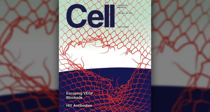 Investigadores argentinos identifican un mecanismo que permite tratar algunos tumores que hasta ahora eran resistentes a las terapias convencionales. El trabajo fue tapa de la prestigiosa revista especializada Cell. Cambia el paradigma de los tratamientos contra el cáncer.