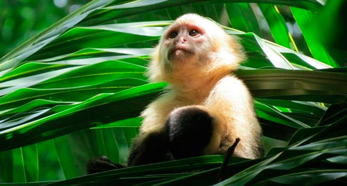 Costa Rica transforma sus zoológicos en parques naturales de acceso libre y gratuito