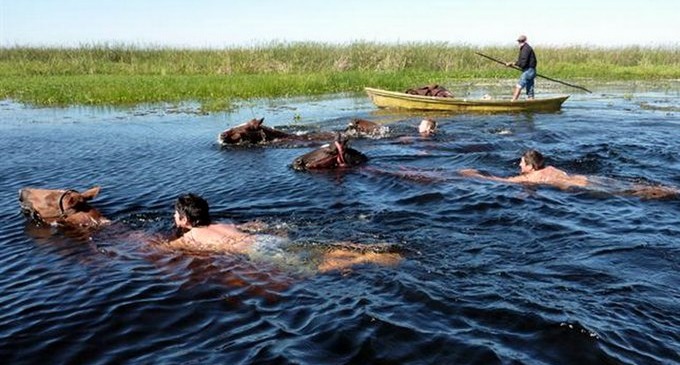 Nadar con caballos, en la inmensidad del Iberá