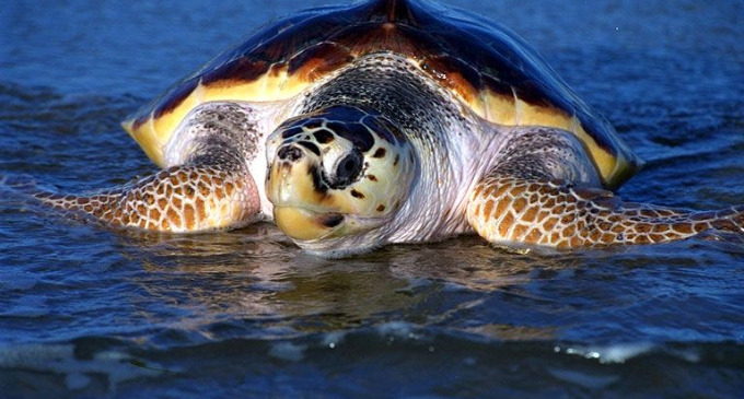 Las tortugas madrazas