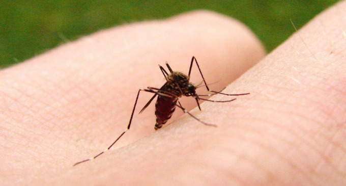 Mosquitos pican el Ego