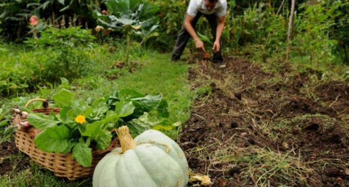 La agricultura familiar y las cadenas de valor: Un vínculo por potenciar