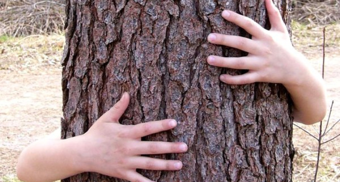 Los árboles ayudan a los niños a establecer contacto con el poder de la naturaleza, les dan herramientas para sanarse, relajarse, cargarse de energía vital y son portadores de energía de la madre Tierra.