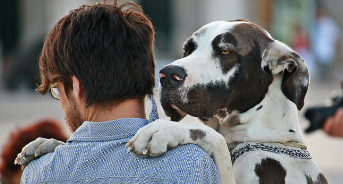 Los perros utilizan todos sus sentidos para adivinar nuestras emociones, pensamientos y muchas veces hasta nuestras intenciones.