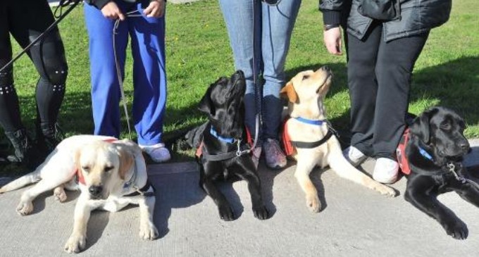 Internos de cárceles argentinas entrenan perros de asistencia para personas con discapacidad