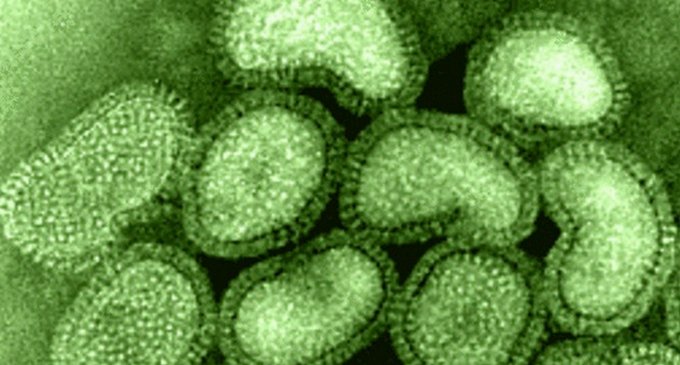 Investigadores de la Universidad de Nanjing han descubierto la primera 'penicilina virológica'. La MIR2911, una molécula que se encuentra en la hierba china madreselva, ha conseguido frenar el avance de la gripe de tipo A en ratones.