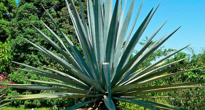 El científico del Smithsonian Klaus Winter, con el investigador asociado Joe Holtum, profesor de la Universidad James Cook de Australia y Milton García, también del Smithsonian, encontraron que el Agave angustifolia, una especie nativa de Panamá, tiene un buen desempeño, incluso en condiciones extremas que pueden llegar a ser más frecuentes en escenarios de cambio climático.