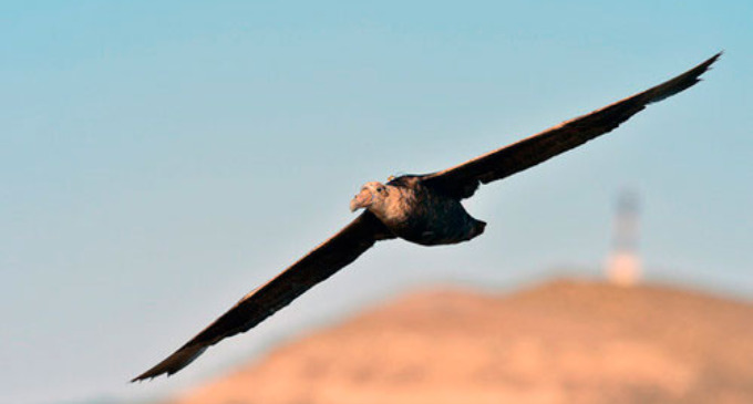 Tenemos datos provenientes de más de 700 aves.