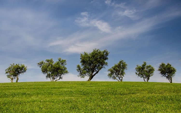 La tierra actualmente se está calentando. Paremos la deforestación.