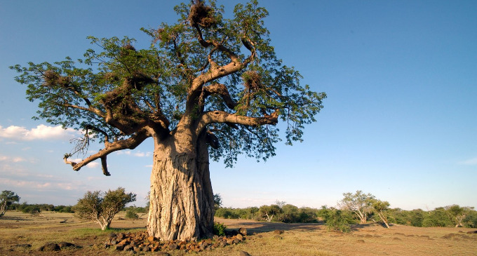 ¿Hay árboles en los desiertos?