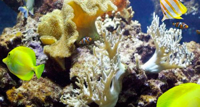 ¿Cómo se agrupan los corales para formar un arrecife?