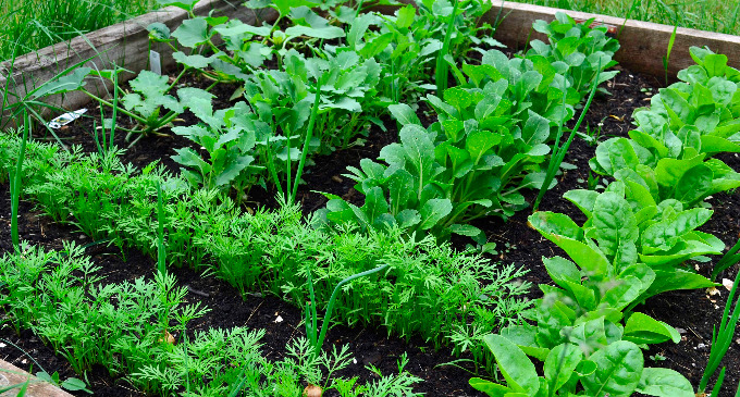 La agricultura ecológica sí puede competir con la agricultura convencional