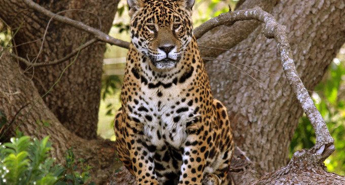Tobuna, una hembra de jaguar, espera a su pareja en los humedales