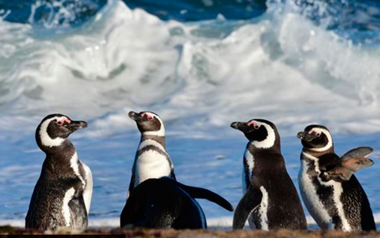A 180 kilómetros de Puerto Madryn está la colonia de pingüinos de Magallanes más grande de Latinoamérica.