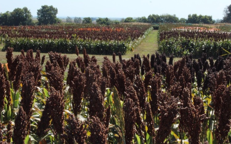 Científicos cordobeses crean pasta sin gluten con harina de sorgo