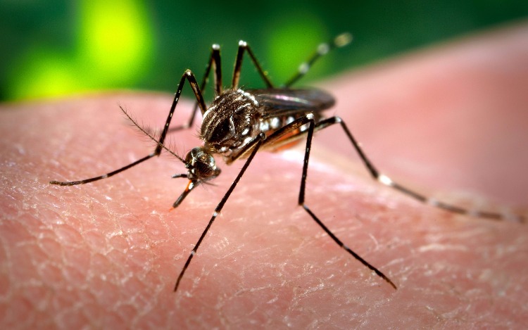 México aprueba primera vacuna contra el dengue