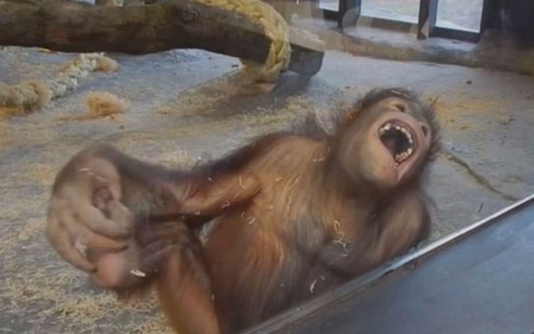 El orangután que se ríe como un humano