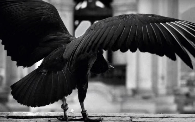 En Lima, Perú, utilizan 10 buitres o "gallinazos" equipadas con cámaras GoPro y GPS para detectar focos de basura.