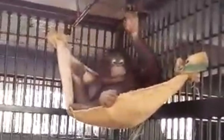 Una orangutana se fabrica una hamaca en un zoo de Tailandia en una increíble demostración de inteligencia.