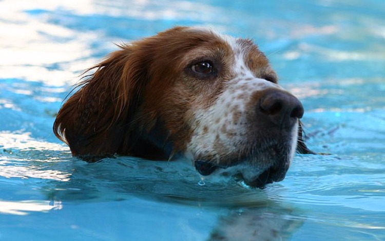 Con las altas temperaturas, nuestras mascotas pueden sufrir golpes de calor, te ayudamos a cuidarlas.