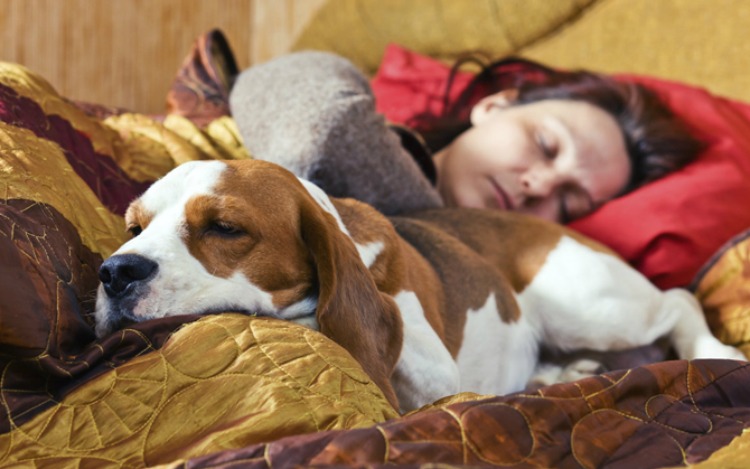 Según un estudio realizado en el Centro del Sueño de la Clínica Mayo en Scottsdale, Arizona, las personas que duermen con mascotas, en su mayoría perros y gatos, mejoran en forma sustancial la calidad de su sueño.