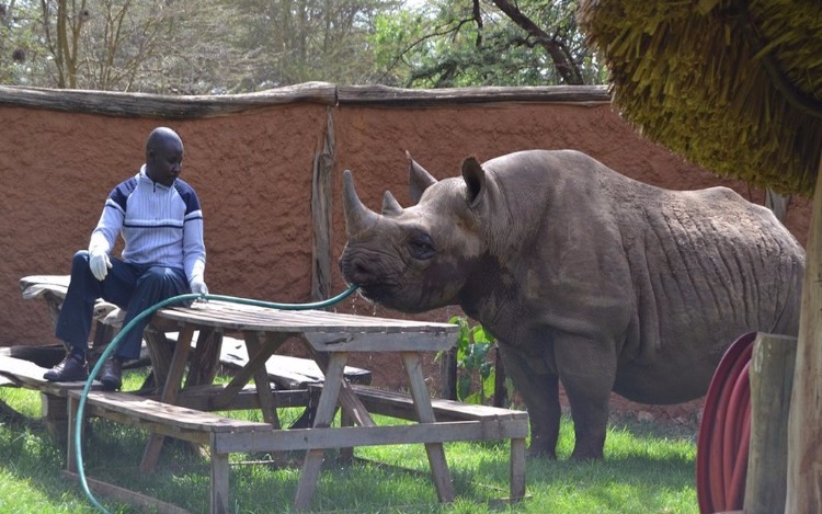Elvis, un rinoceronte negro africano visita periodicamente a las personas que lo rescataron de una muerte segura.